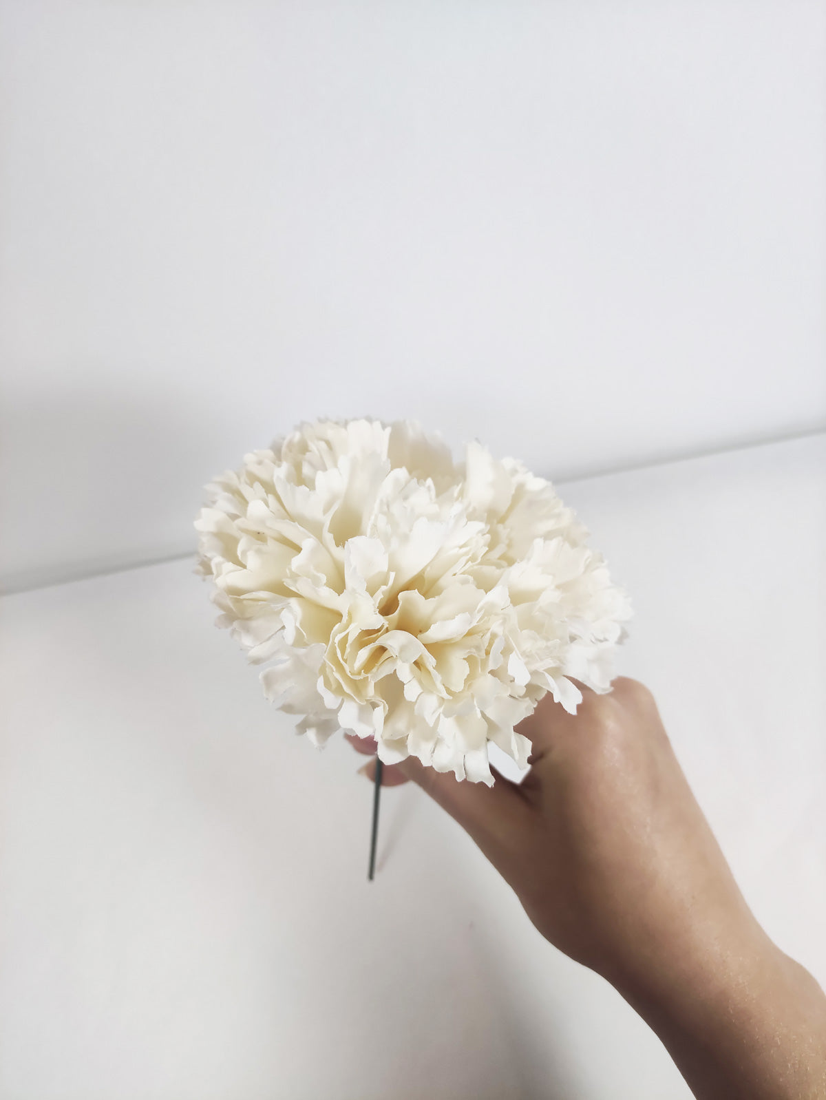 white carnation